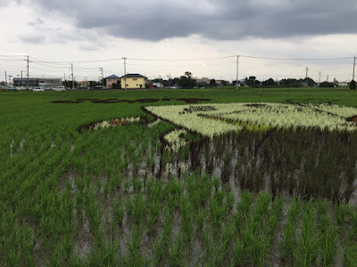こしがや田んぼアート2015食戟のソーマ(6/30の様子) こしがや田んぼアート2015食戟のソーマ(6/30の様子)
