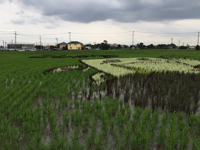 こしがや田んぼアート2015食戟のソーマ（6/30の様子）