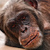 If You Care About Animals and the Earth, Here's Why You Need to Boycott Palm Oil Immediately