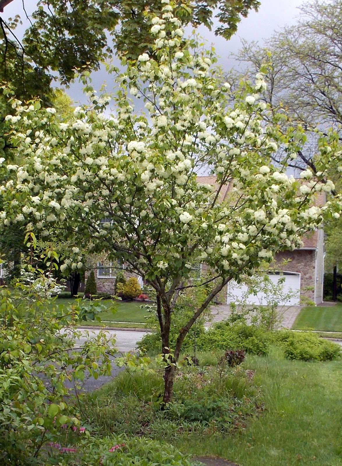 Plant Inventory Viburnum prunifolium / Blackhaw Viburnum