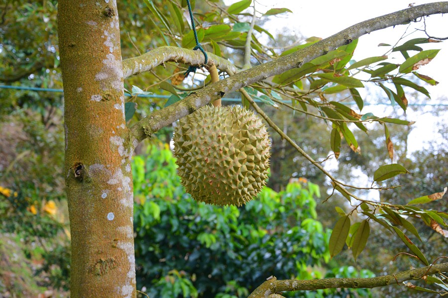 ko samui tajlandia duriany ko samui tajlandia duriany