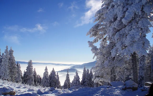 Bomen, bergen en sneeuw