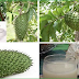 How To Prepare Guyabano Tea To Prevent Serious Health Problems And It's Benefits