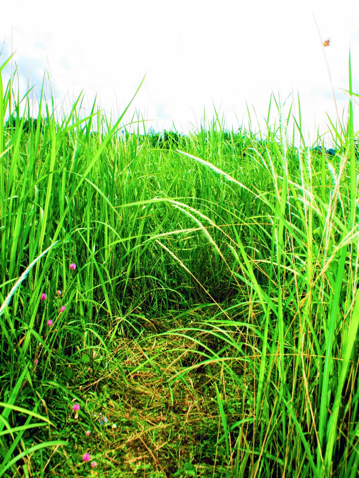  JogjaTrip Rumput Ilalang  di Yogyakarta IndahRP