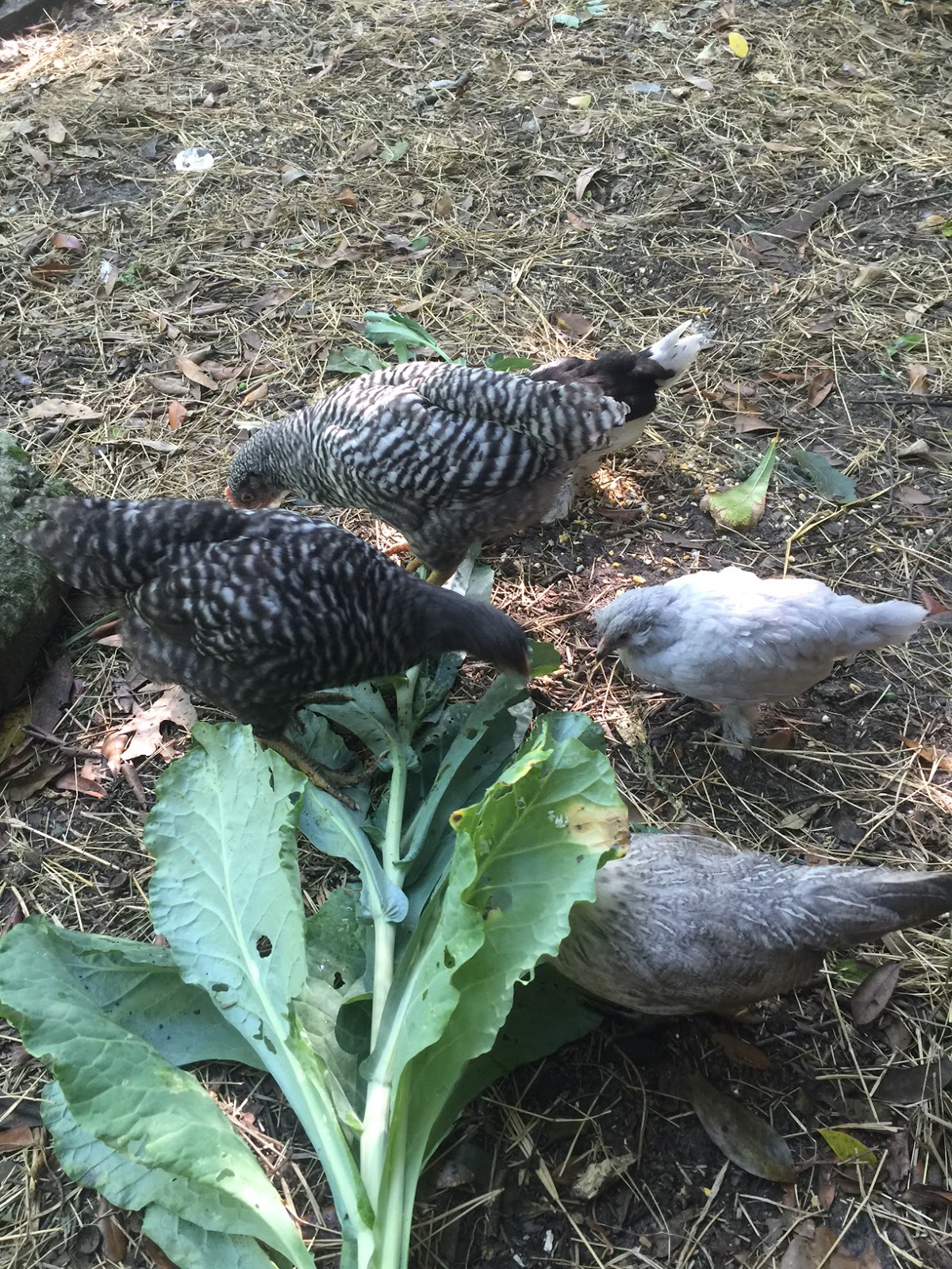 Bless Our Hearts: Chickens Love Collard Greens 