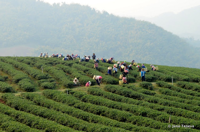 tea plantation Doi Mae Salong