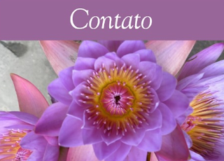 Contato