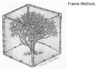 Netting Fruit Tree Bats Rule Tent Pegs Or Any Heavy Objects E G Bricks Wred In The Ends Of Netting Can Be Used To Keep Tensioned Over Frame And Stop Animals