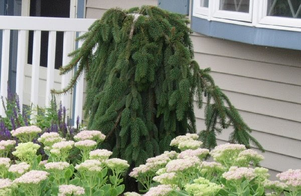 guide northeastern gardening