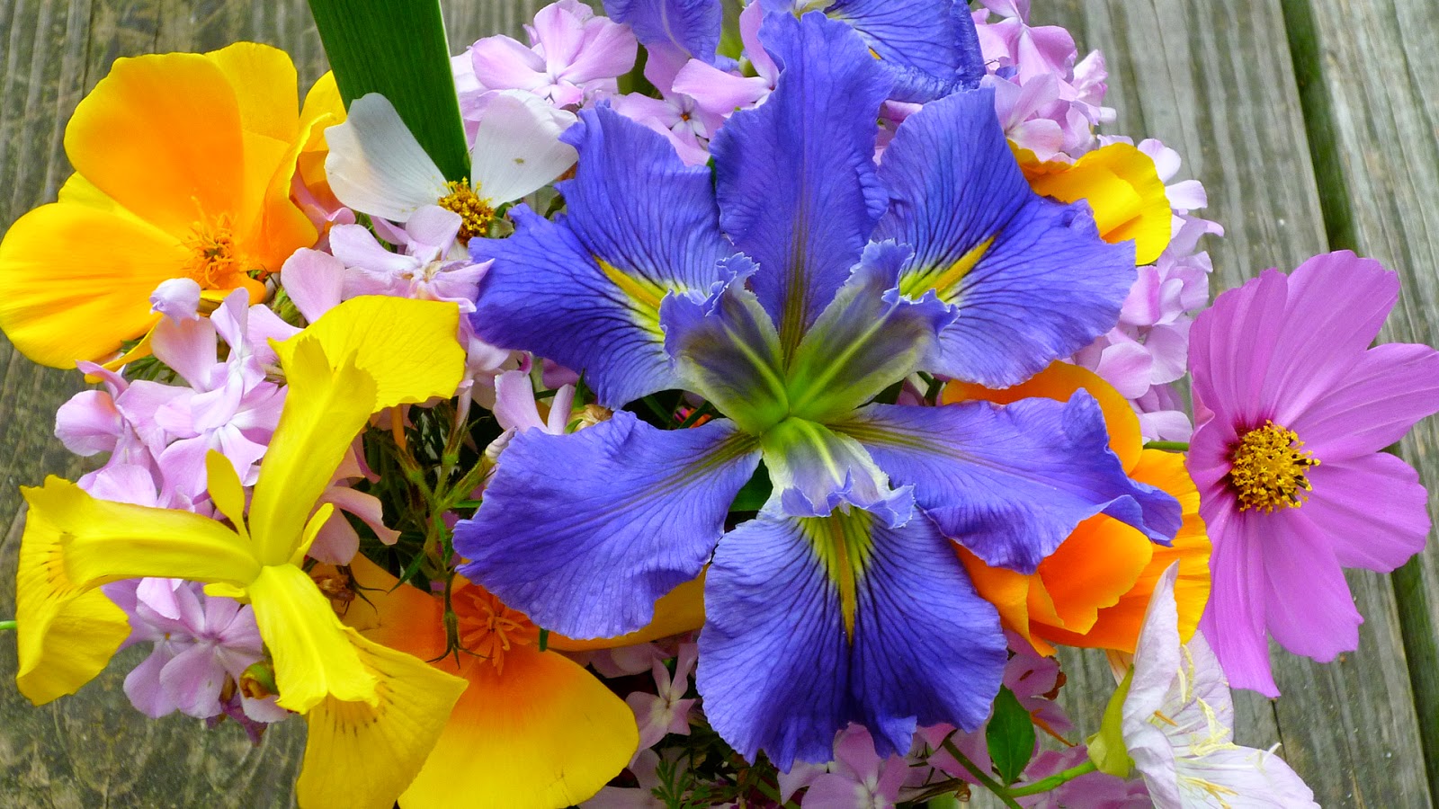 Critter Sitter's Blog: Photos of Spring Flowers