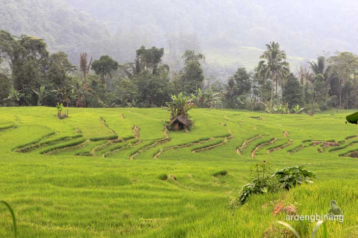 makam syekh maja suta petungkriyono pekalongan