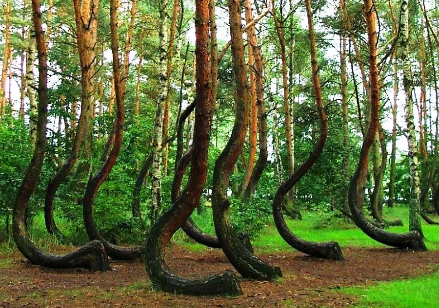 Mysterious Crooked Forest, Poland - Contains Approximately 400 Pine Trees With Bent Trunks