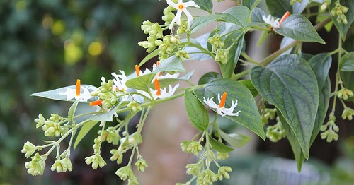 shiatoshi: Shiuli flower: Plant description and its health benefits