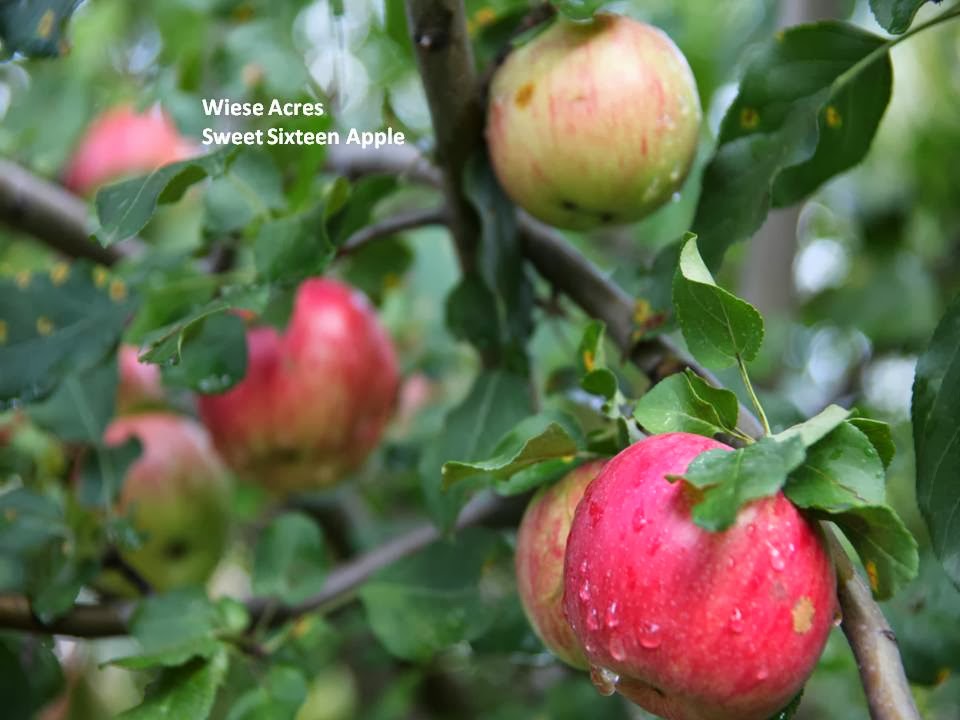Wiese Acres Apple Season
