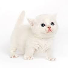 Cute And Funny Images Of White Kitten 26