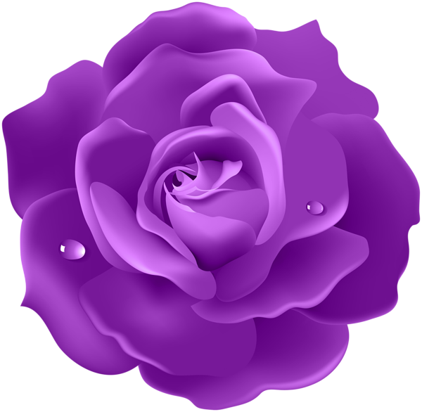 Gifs y Fondos Paz enla Tormenta ®: IMÁGENES DE ROSAS EN COLOR MORADO O LILA