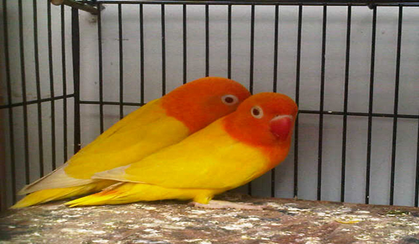 mengatasi lovebird diare