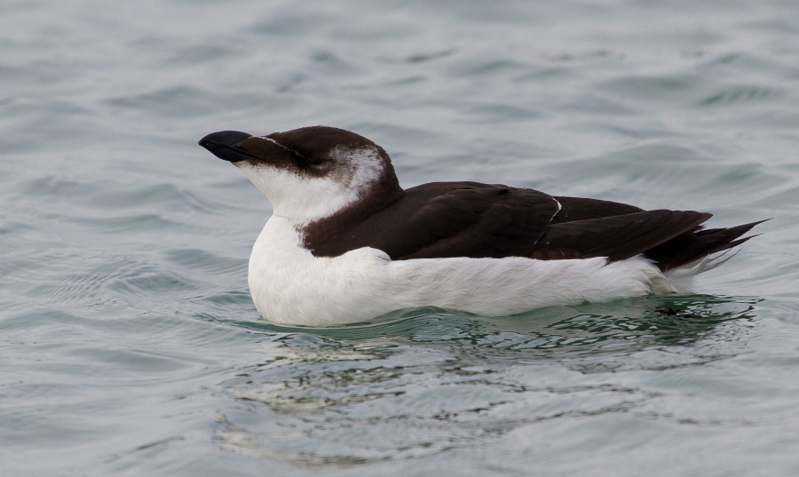 Aves por España: Alca común (Alca torda)