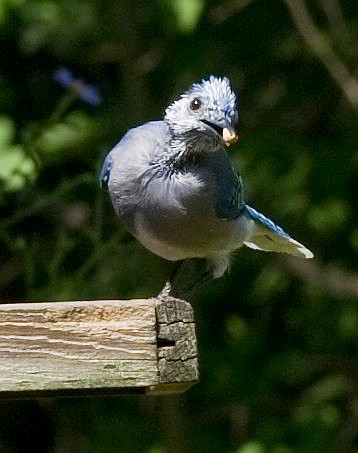 A young bluejay on the edge of a wooden birdfeeder with a peanut in it's beak.