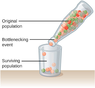 Bottleneck Effect ~ Zoology-NETWORK