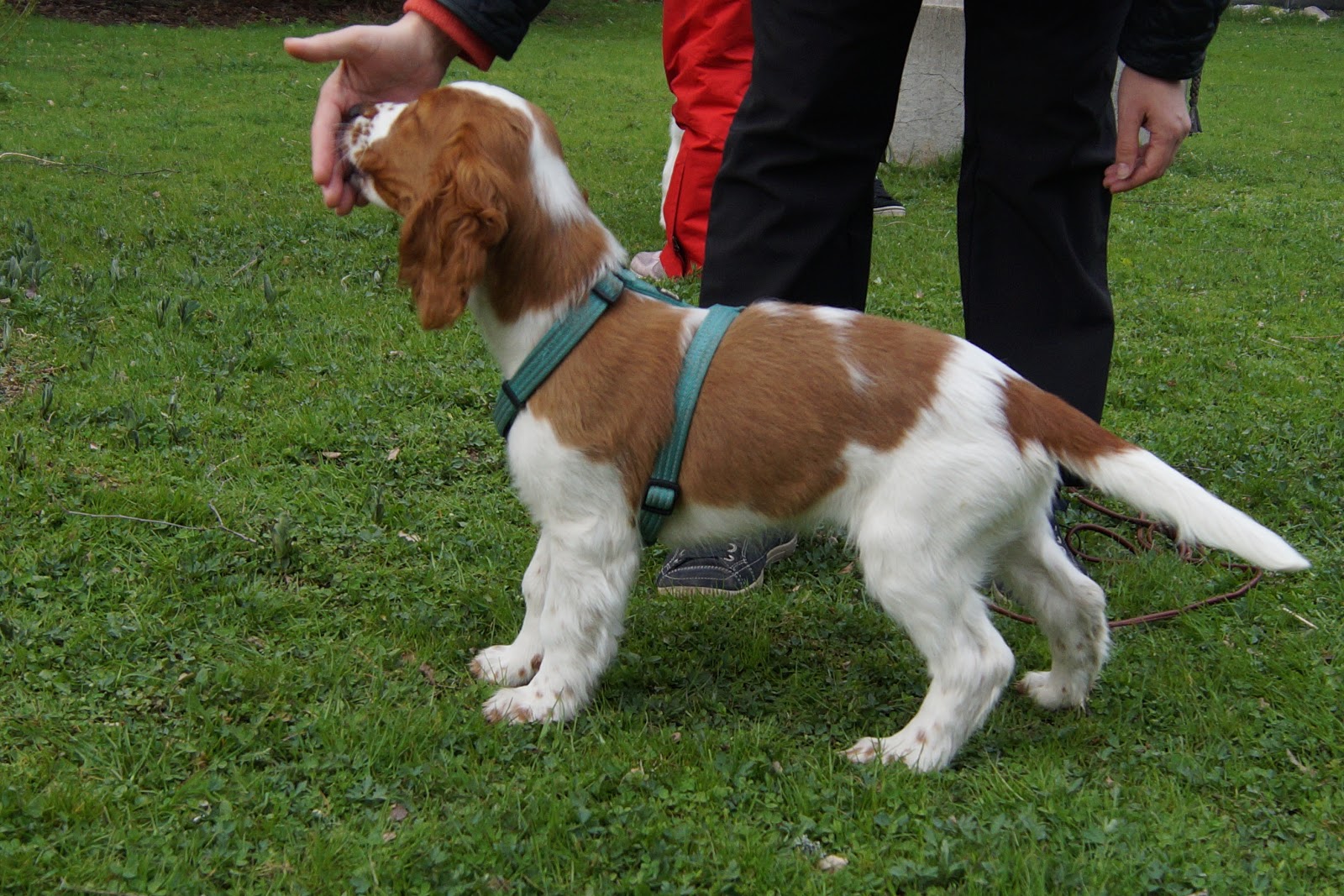 jangas-walesinspringerspanielit-pennut-kasvavat-ja-kehittyv-t