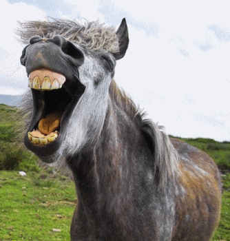 Resultado de imagem para ha burro