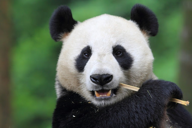 Tentang Panda Beberapa Fakta Tentang Panda