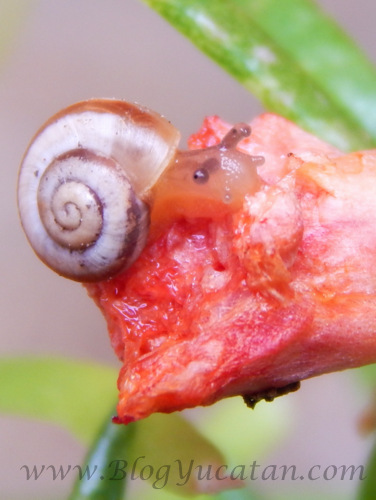 Caracol en Maya Mexico Yucatan