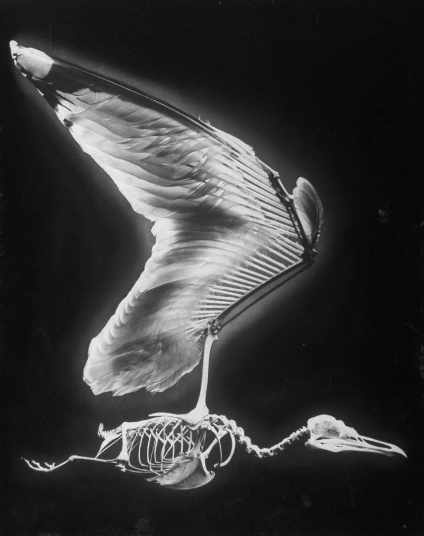 Птица стала на крыло. Скелет летающей птицы. Скелет Чайки. Птичий скелет.
