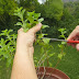 You Want To Quit Smoking? Apply This Herb And It Will Destroy Your Desire For Nicotine