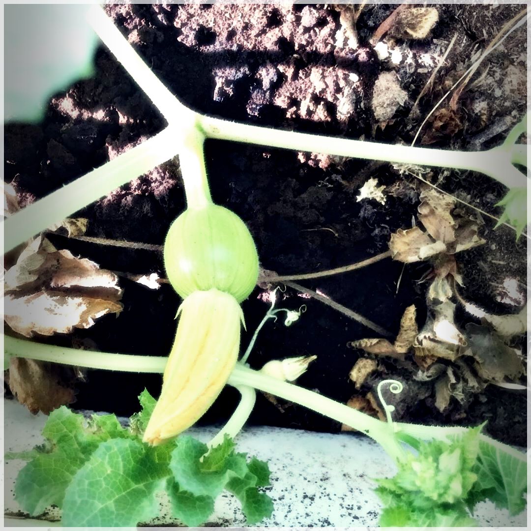 GrowSomething-10037976630