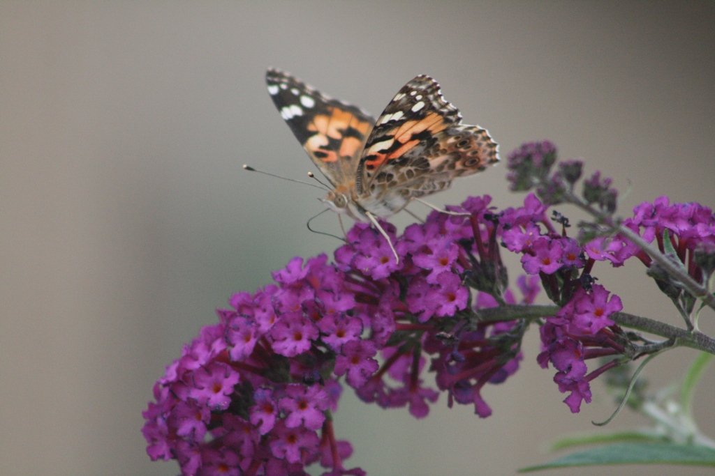 Butterfly Bush Root System