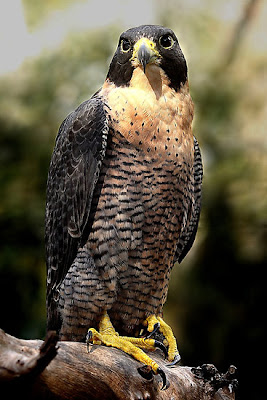 Halcón peregrino o Falco peregrinus