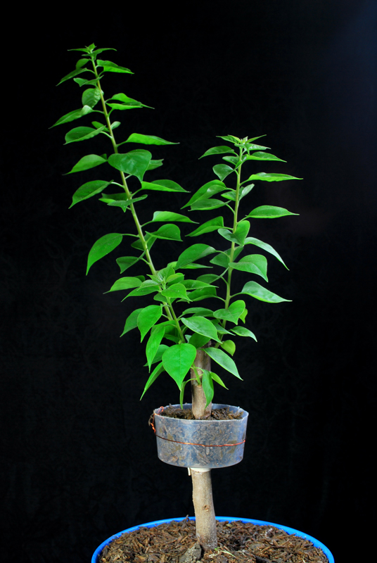 Air Layering Bougainvillea Bonsai Cutting (2) Progression Series