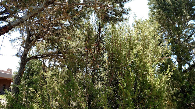 Red Racer snakes in a tree