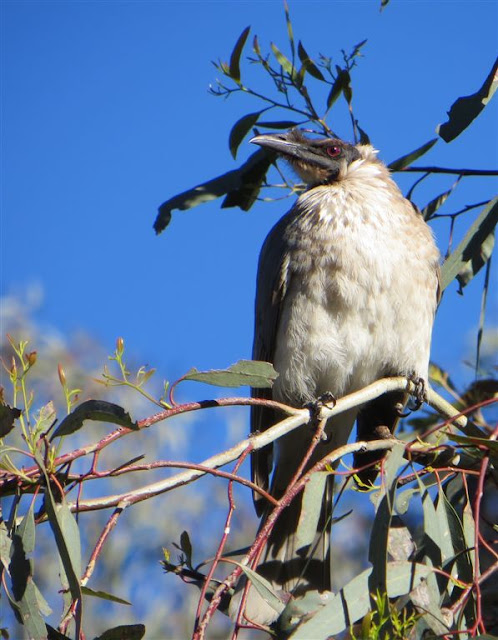 Majura birds: October 2012