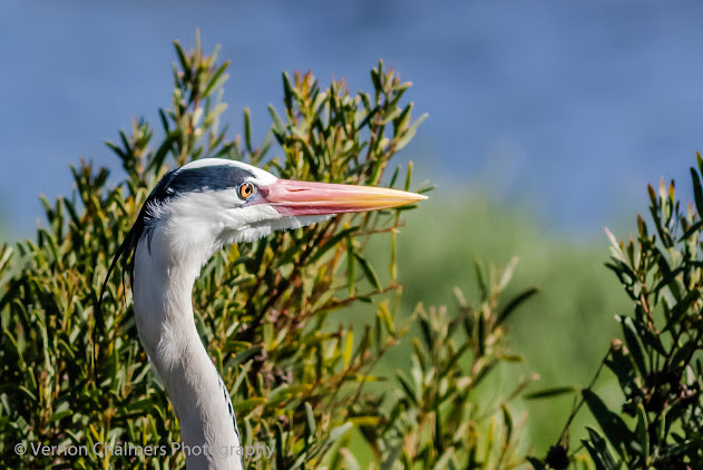 Grey Heron in the Table Bay Nature Reserve - Diep River / Woodbridge Island