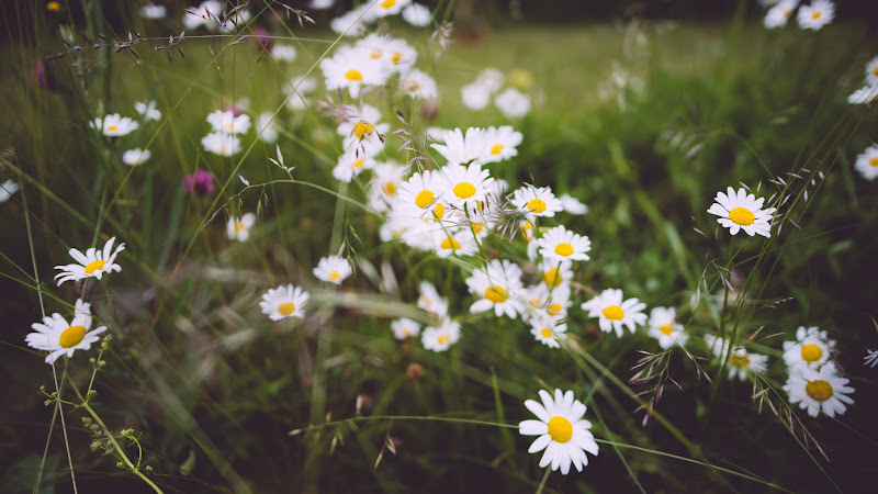 Wild Flowers