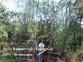 Jual Pohon Liang Liu | Salix Babylonica | Janda Merana