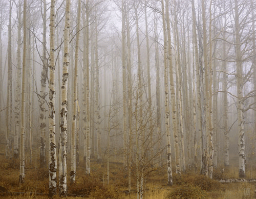 Joseph Holmes, “Aspens”, с небольшими изменениями