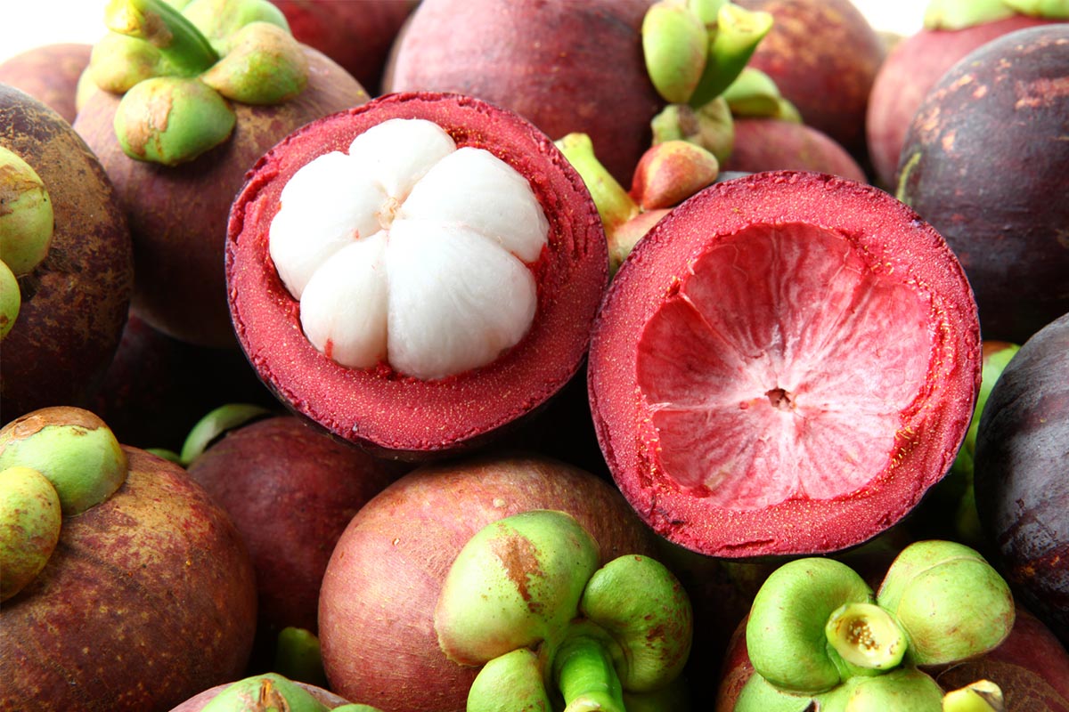 Kulit manggis Kulit Buah yang Kaya Akan Manfaat Bagi Kesehatan