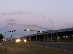 Thousands of Bats Fly Out from under McNeil Bridge in Round Rock, TX