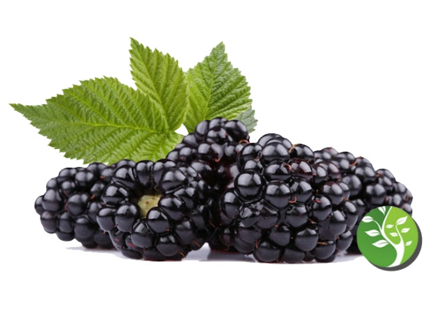 Las frambuesas negras pueden reducir el riesgo de desarrollar cáncer oral Las frambuesas negras pueden reducir el riesgo de desarrollar cáncer oral