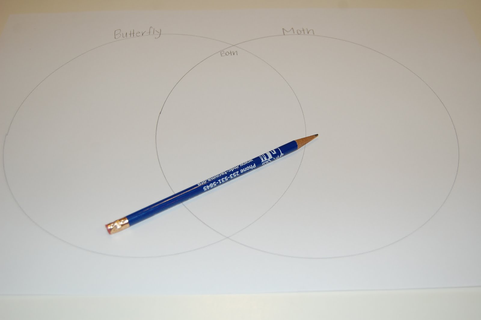 Our Creative Day: Venn Diagram: Butterflies & Moths