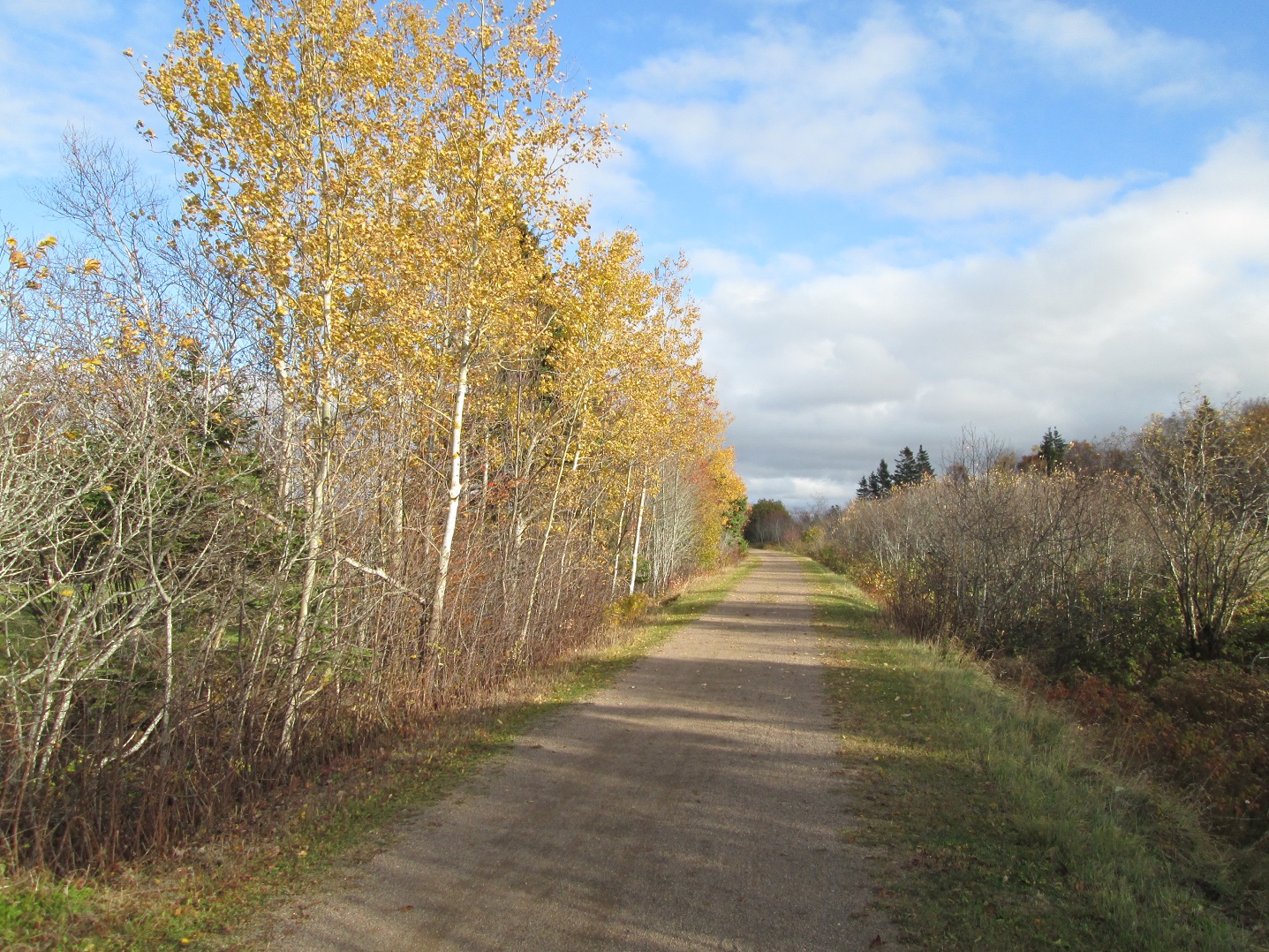 Pedaling PEI Trees in York