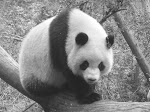 Panda géant, Chine