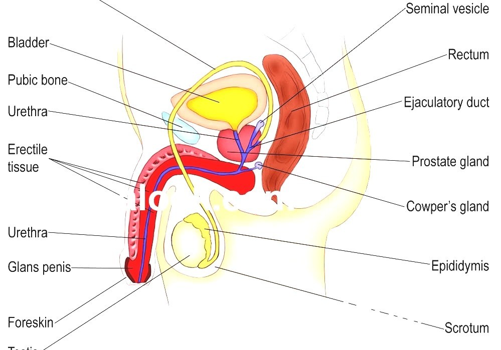Male Reproductive System Male Human Body Diagram