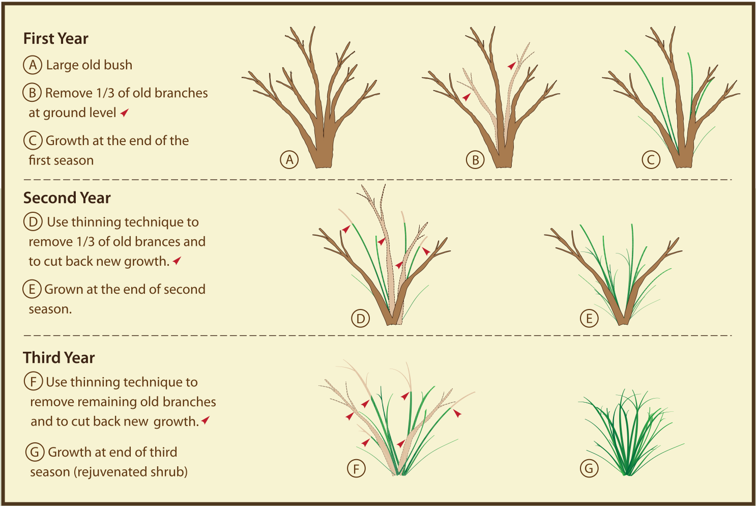 Morris arboretum rejuvenative pruning of mature shrubs