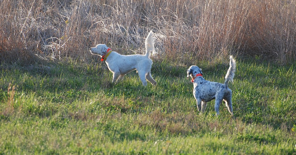 The Bird Dog and Field Trial Blog MEMORABLE POINTS