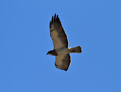 texas birds flight april birding lost area hawk
